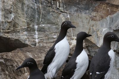 Zeekoet - Guillemot  -  Uria aalge