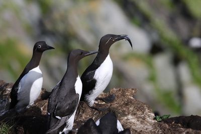 Zeekoet - Guillemot  -  Uria aalge