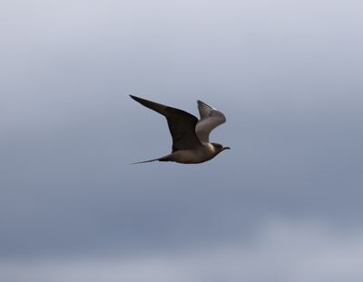 Kleine jager  - Parasitic Skua - Stercorarius parasiticus