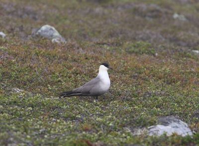 Kleinste jager - long-tailed jaeger  - Stercorarius longicaudus