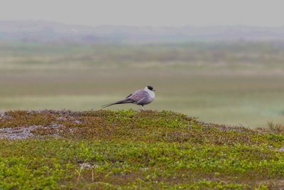 Kleinste jager - long-tailed jaeger  - Stercorarius longicaudus