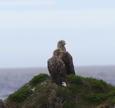 Zeearend - White-tailed eagle - Haliaetus albicilla 