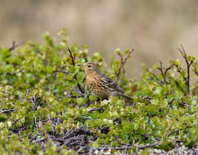 Roodkeelpieper - Red-throated pipit - Anthus cervinus