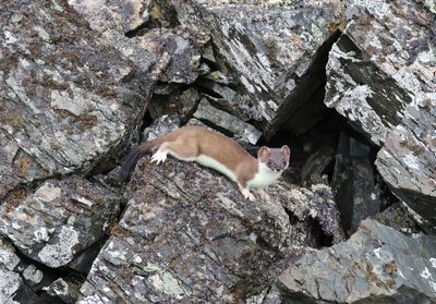 Hermelijn - Stoat - Mustela erminea