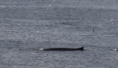 Bultrug - Humpback whale - Megaptera novaeangliae
