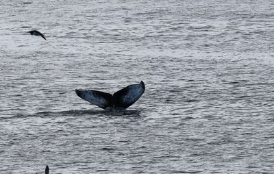 Bultrug - Humpback whale - Megaptera novaeangliae