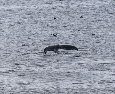 Bultrug - Humpback whale - Megaptera novaeangliae