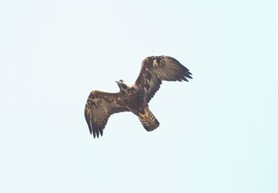 Steenarend - Golden eagle - Aquila chrysaetos