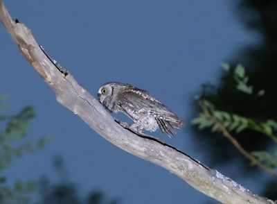 Dwergooruil - Eurasian scops owl - Otus scops
