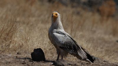 Aasgier - Egyptian vulture - Neophron percnopterus