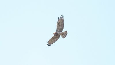 Slangenarend - Short-toed snake eagle - Circaetus gallicus