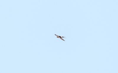 Roodstuitzwaluw - Red-rumped swallow - Cecropis daurica