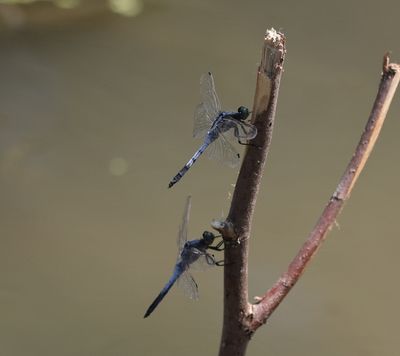 Witpuntoeverlibel - Orthetrum albistylum