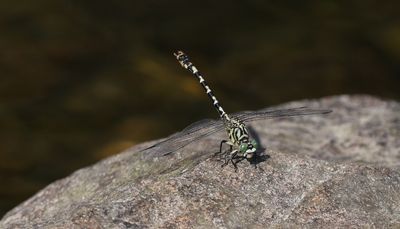 Kleine tanglibel - Onychogomphus forcipatus