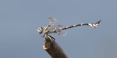 Vaandeldrager - Lindenia tetraphylla