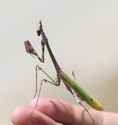 Empusa fasciata