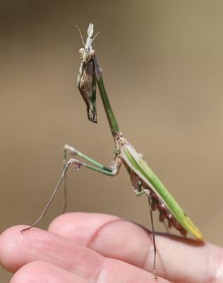 Empusa fasciata