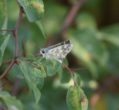 Pyrgus armoricanus - Bretons spikkeldikkopje