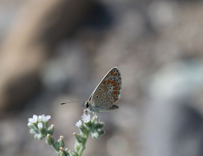 Aricia agestis - Bruin blauwtje