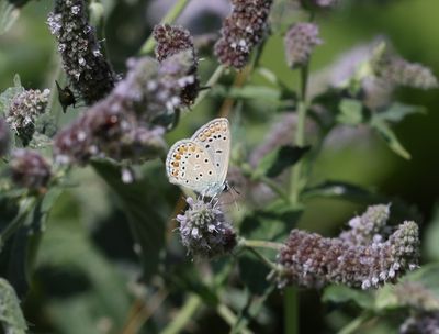 Polyommatus thersites -  Esparcetteblauwtje