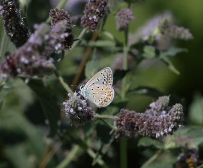 Polyommatus thersites -  Esparcetteblauwtje