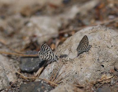 Tarucus balkanica - Klein christusdoornblauwt je