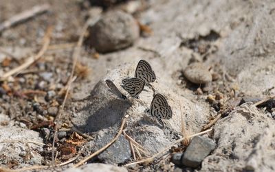 Tarucus balkanica - Klein christusdoornblauwtje