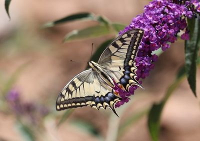 Papilio machaon - Koninginnenpage