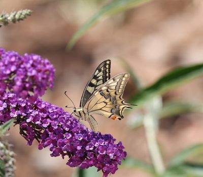 Papilio machaon - Koninginnenpage