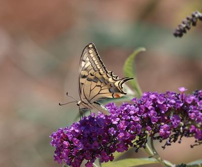 Papilio machaon - Koninginnenpage