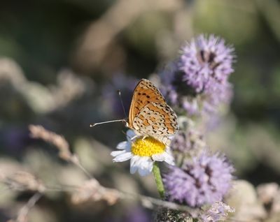 Melitaea trivia - Toortsparelmoervlinder
