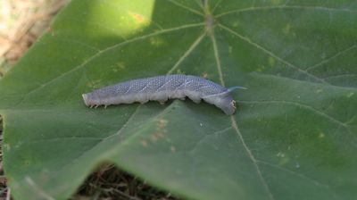 Mimas tiliae  - Lindepijlstaart