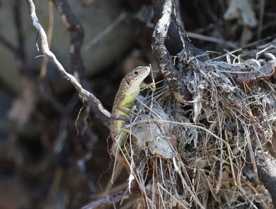 Lacerta viridis - Oostelijke smaragdhagedis