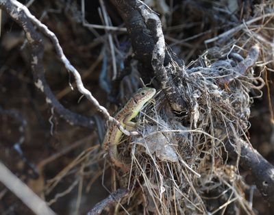 Lacerta viridis - Oostelijke smaragdhagedis