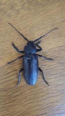 Boktorren - longhorn beetles - Cerambycidae