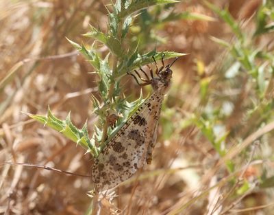 reuzenmierenleeuw - Palpares libelluloides 