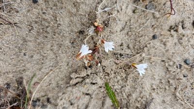 Akkerhoornbloem - Cerastium arvense  