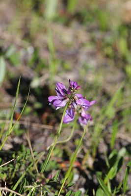 Alpenhokjespeul - Astragalus alpina