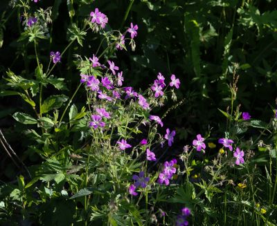Bosooievaarsbek - Geranium sylvaticum