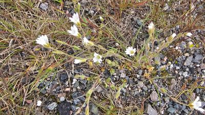 Alpenhoornbloem - Cerastium alpinum
