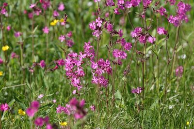Dagkoekoeksbloem - Silene doica