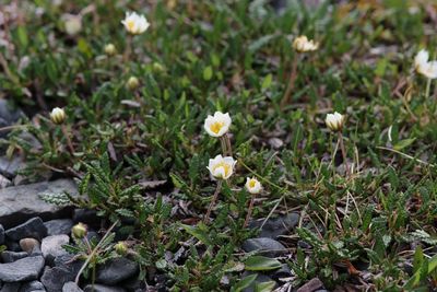Zilverkruid - Dryas octopetala