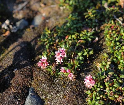 Kalmia procumbens     