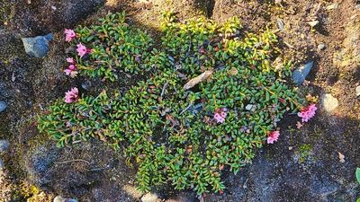 Kalmia procumbens     