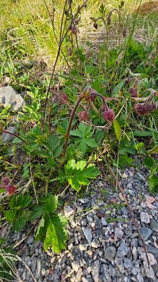 Knikkend nagelkruid - Geum rivale  