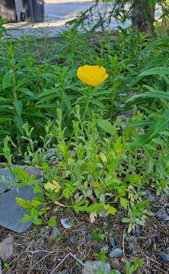 kruipende klaproos - Papaver radicatum 