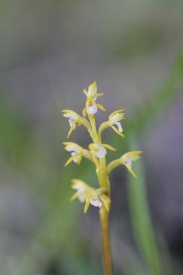 Koraalwortel - Corallorhiza trifida