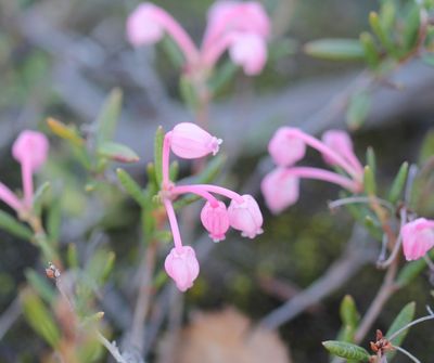 Lavendelhei - Andromeda polifolia 