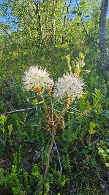 Moerasrozemarijn - Rhododendron tomentosum