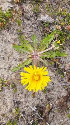 Paardenbloem - Taraxacum officinale
